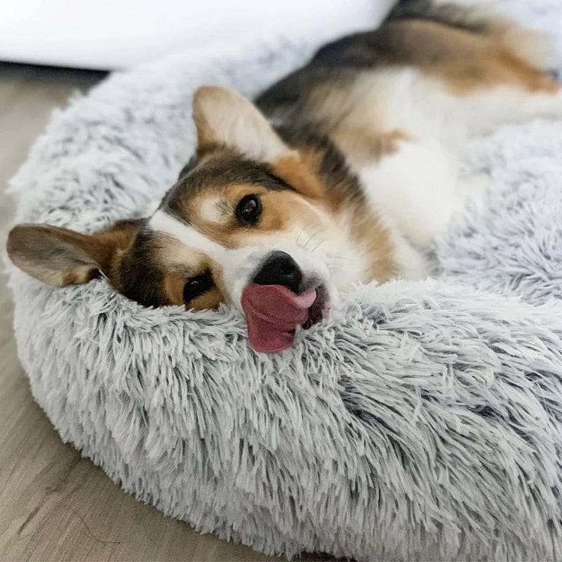 Calming Dog and Cat Bed with Raised Rim