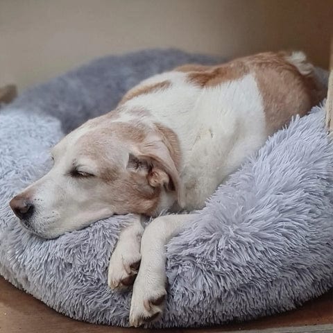 Calming Dog and Cat Bed with Raised Rim