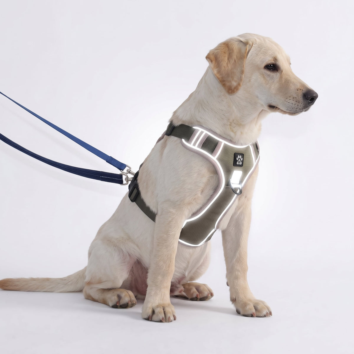 No-Pull Dog Harness with Comfort Padding