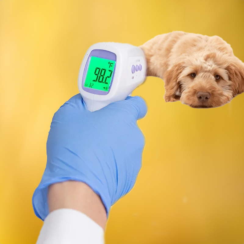 Non-Contact Dog Thermometer with One-Click Reading