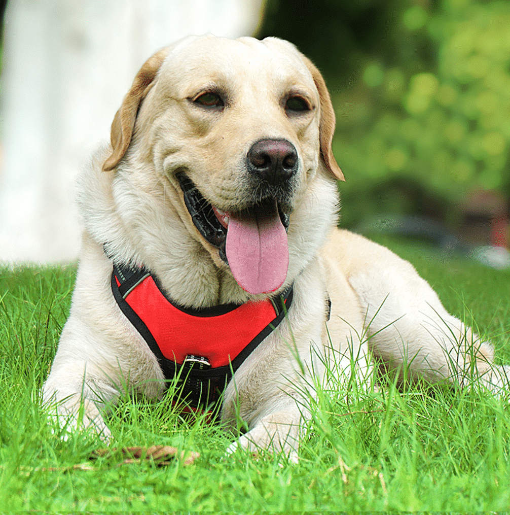 Soft Reflective Dog Harness - Durable & Waterproof - Red, Black or Blue